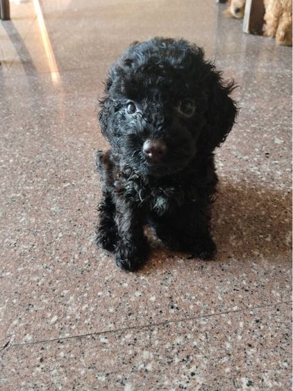 🐶 เบบี้พุดเดิ้ล รูปที่ 4