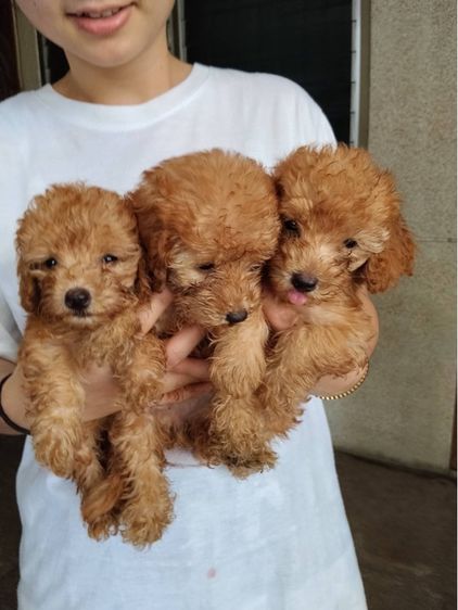 🐶เบบี้พุดเดิ้ล รูปที่ 8