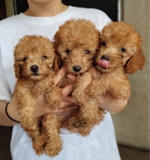 🐶เบบี้พุดเดิ้ล รูปที่ 7