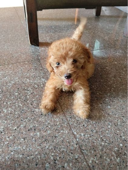 🐶เบบี้พุดเดิ้ล รูปที่ 4