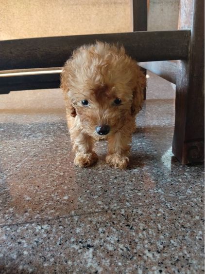 🐶เบบี้พุดเดิ้ล รูปที่ 3