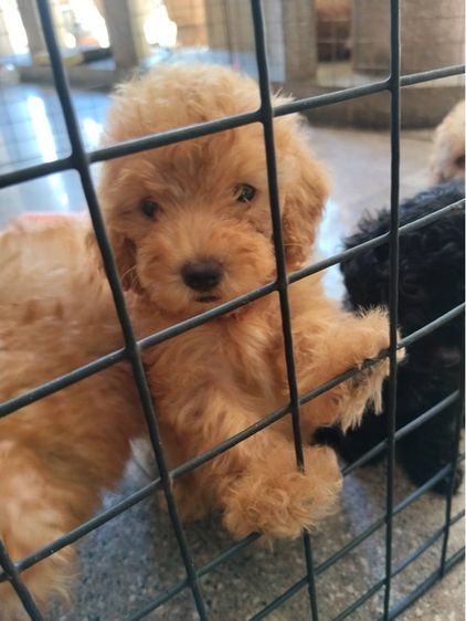 🐶เบบี้พุดเดิ้ล รูปที่ 5