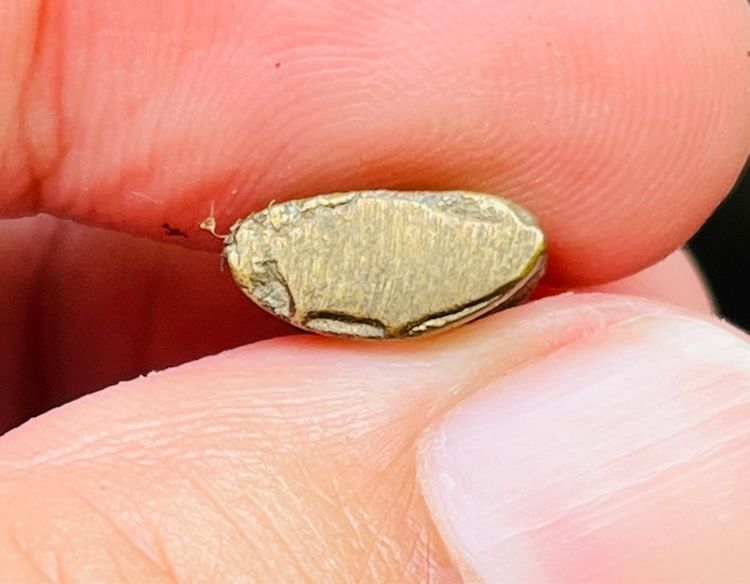 พระชัยวัฒน์ รูปที่ 4