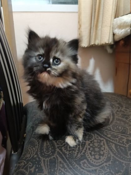 หาบ้าน รูปที่ 5