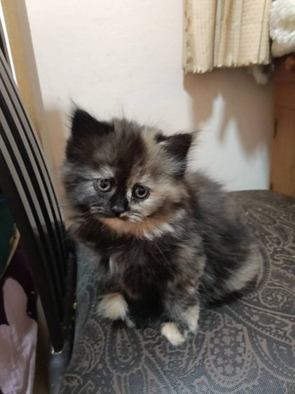 หาบ้าน รูปที่ 3