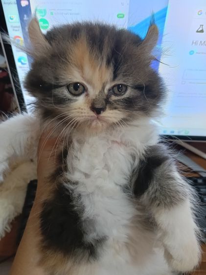 หาบ้าน รูปที่ 8