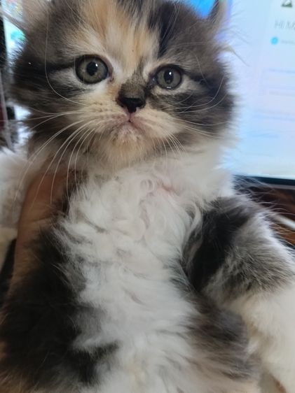 หาบ้าน รูปที่ 7