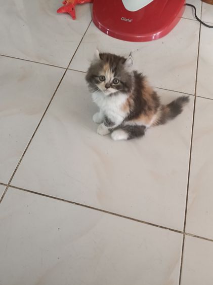 หาบ้าน รูปที่ 10