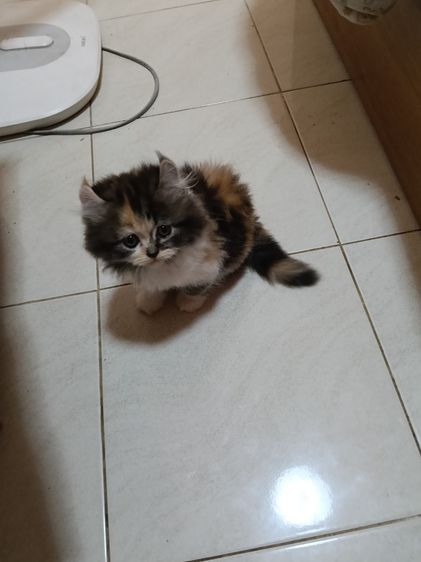 หาบ้าน รูปที่ 5