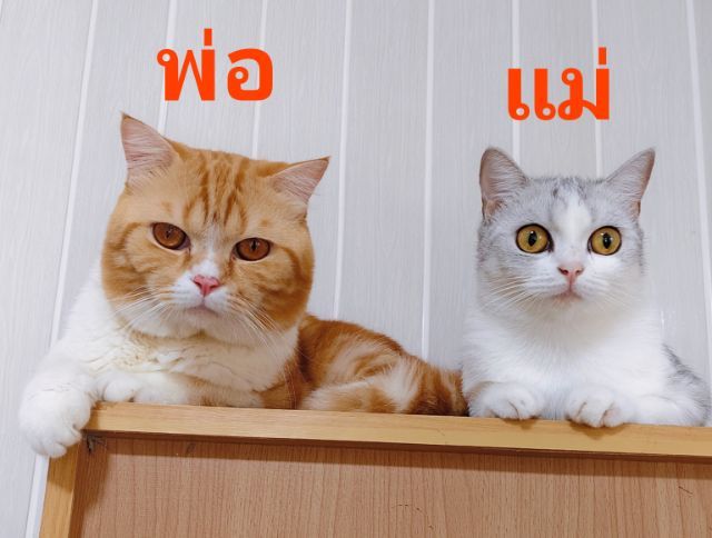 แมวสก็อตติช รูปที่ 7