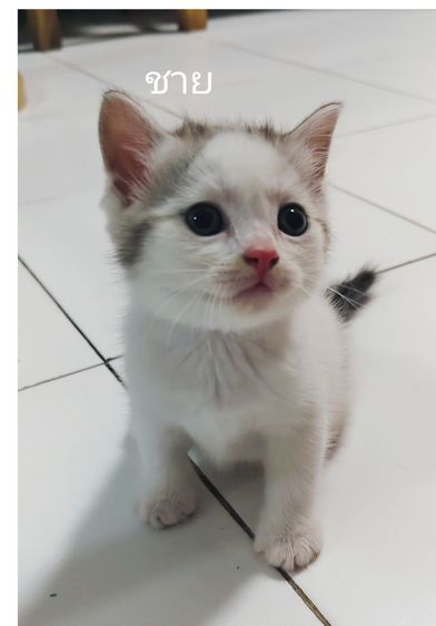 แมวสก็อตติช รูปที่ 2