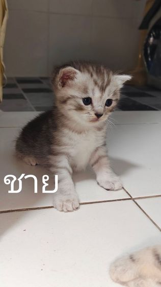 แมวสก็อตติช รูปที่ 5