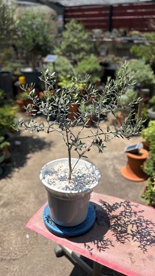  มะกอกโอลีฟ รูปที่ 4