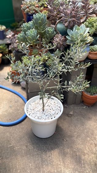 ต้นไม้จริง  มะกอกโอลีฟ