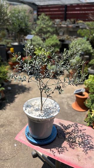  มะกอกโอลีฟ รูปที่ 2