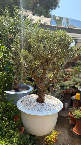 Olive tree มะกอกโอลีฟ รูปที่ 4