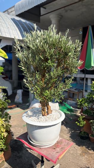 Olive tree มะกอกโอลีฟ รูปที่ 2