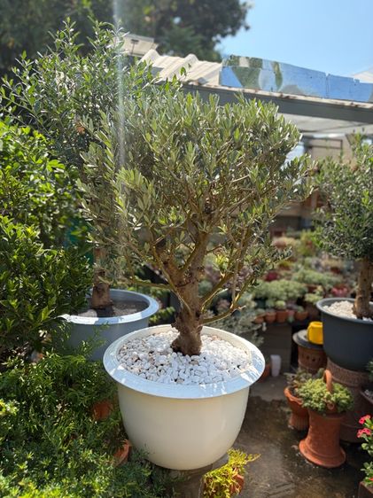 Olive tree มะกอกโอลีฟ รูปที่ 3