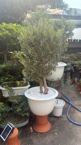 Olive tree มะกอกโอลีฟ