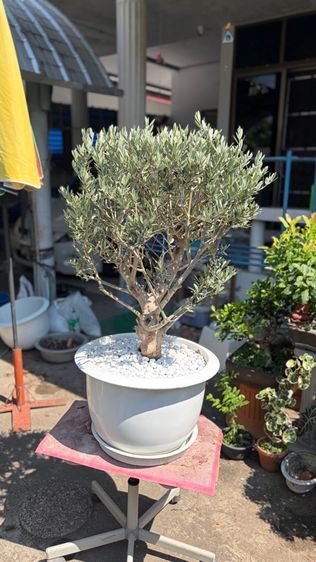 Olive tree มะกอกโอลีฟ รูปที่ 5