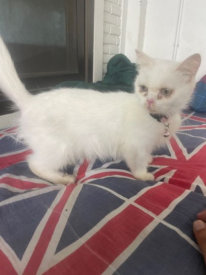 แมวมันกิ้น รูปที่ 5