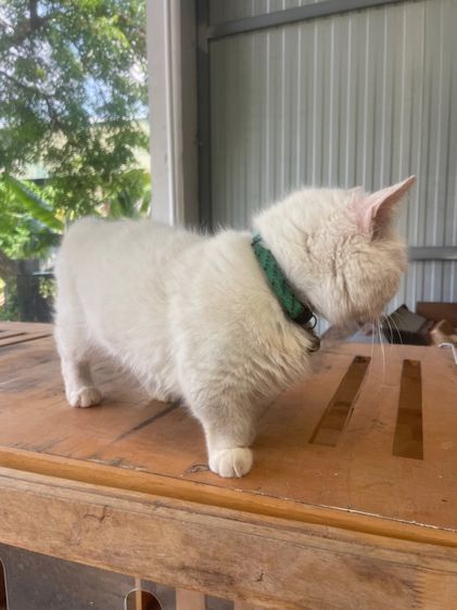 แมวมันกิ้น รูปที่ 3