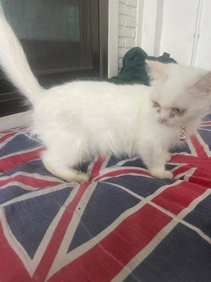 แมวมันกิ้น รูปที่ 4