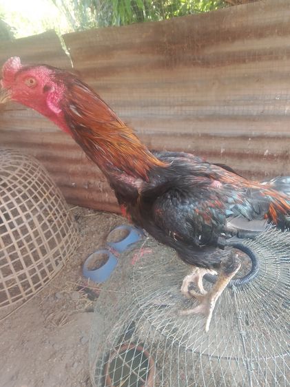 ไก่ชนเชิงสายสามเอี่ยวทำพ่อไก่ รูปที่ 2