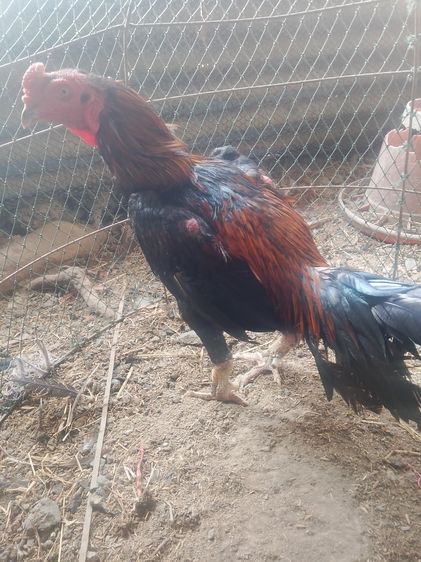 ไก่ชนเชิงสายสามเอี่ยวทำพ่อไก่