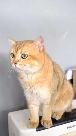 บริติช รูปที่ 3