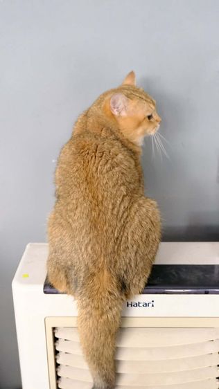 บริติช รูปที่ 2