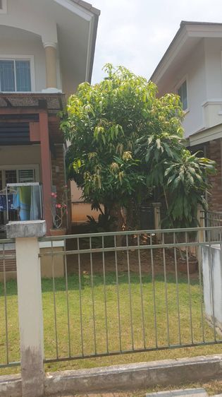 อื่นๆ มีบางส่วน ขายบ้านกาญจน์กนก8 เจ็ดยอด ใกล้เมญ่า2กม. เชียงใหม่ (เจ้าของขายเอง) รูปที่ 3