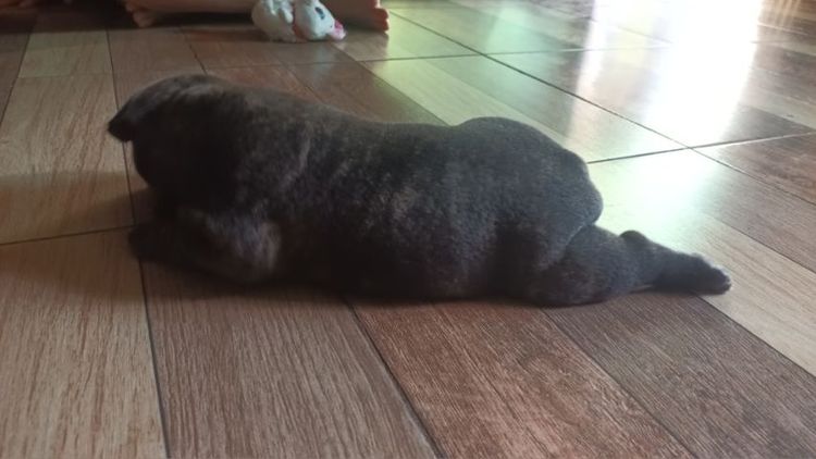 เฟนด์บลูด็อกเพศผู้สนใจสอบถามได้จะ