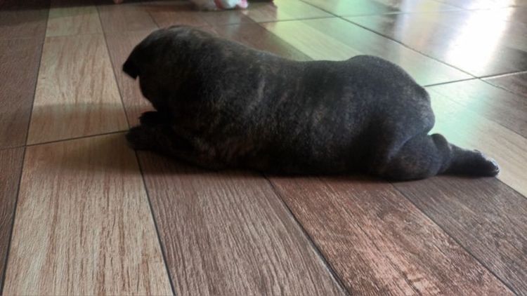 เฟนด์บลูด็อกเพศผู้สนใจสอบถามได้จะ รูปที่ 2