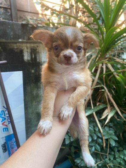 ชิวาว่าขนยาว เด็กชาย รูปที่ 3