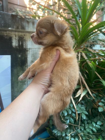 ชิวาว่าขนยาว เด็กชาย รูปที่ 4