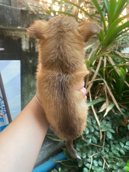 ชิวาว่าขนยาว เด็กชาย รูปที่ 5