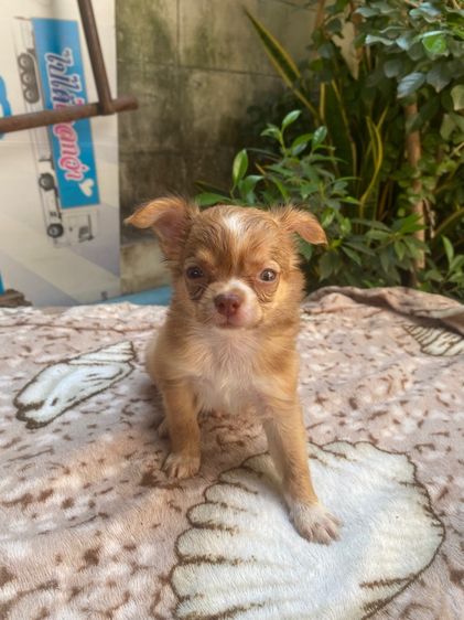 ชิวาวา (Chihuahua) เล็ก ชิวาว่าขนยาว เด็กชาย