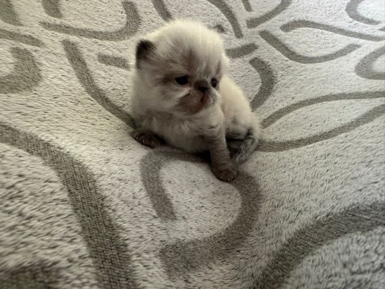 แมวหิมาลายันเปอร์เซียร์exotic ขนยาว บลูพ้อย รูปที่ 3