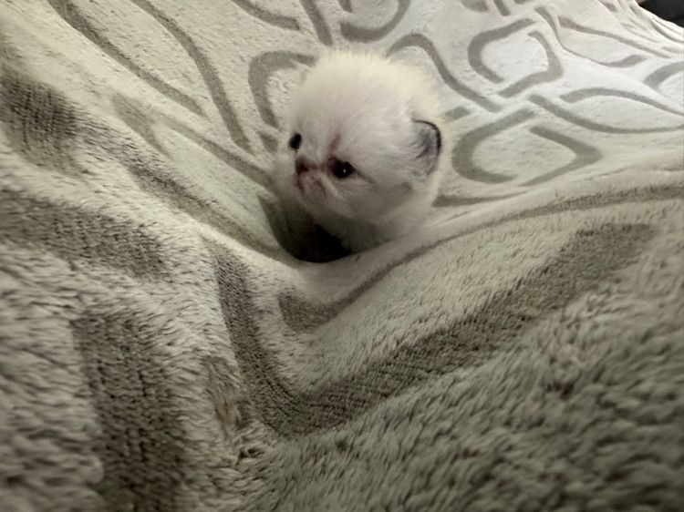 แมวหิมาลายันเปอร์เซียร์exotic ขนยาว บลูพ้อย