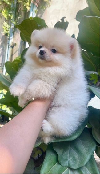 ปอมแท้ รูปที่ 2