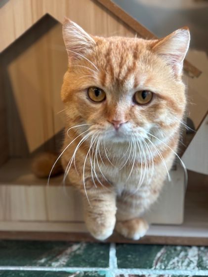 แมวมันชชิ้นดช12เดือน  รูปที่ 4