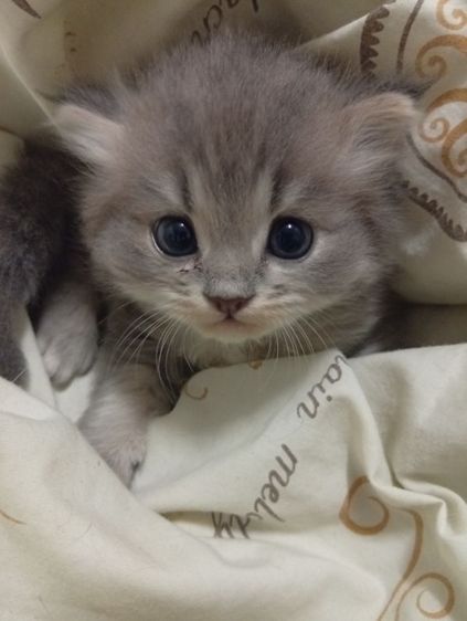 ลูกแมวเปอร์เซีย 1เดือนกว่า ยังไม่มีวัคซีน รูปที่ 3