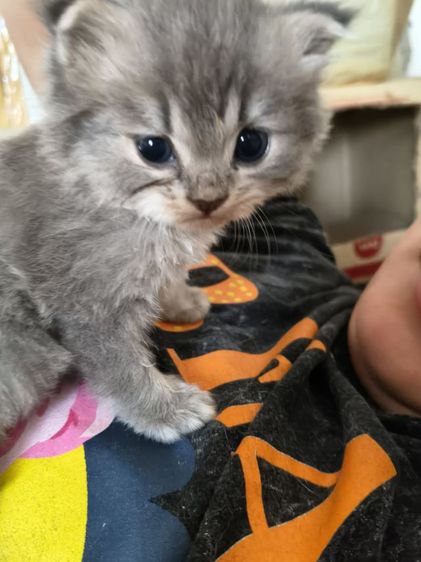 ลูกแมวเปอร์เซีย 1เดือนกว่า ยังไม่มีวัคซีน รูปที่ 5