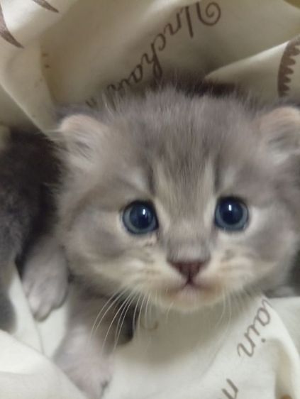 ลูกแมวเปอร์เซีย 1เดือนกว่า ยังไม่มีวัคซีน รูปที่ 4