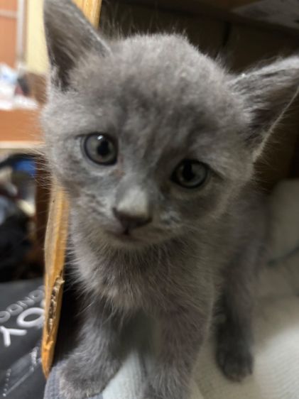 น้องชอทแฮร์ รูปที่ 4