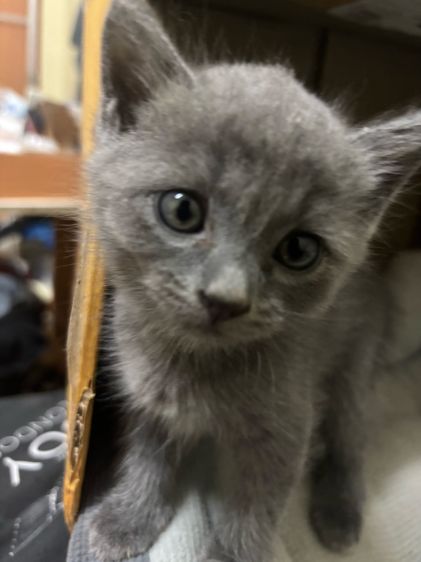 น้องชอทแฮร์ รูปที่ 2