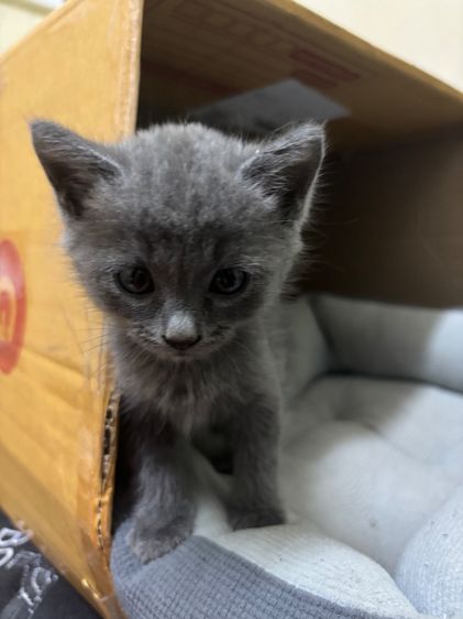 น้องชอทแฮร์ รูปที่ 3