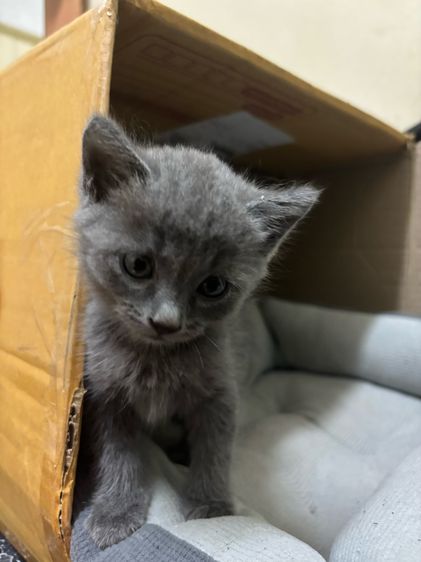 น้องชอทแฮร์