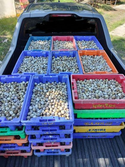 ไข่นกกระทา รูปที่ 2